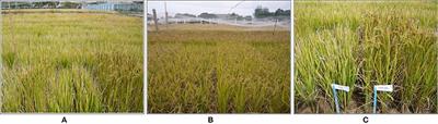 Simultaneous Improvement and Genetic Dissection of Drought Tolerance Using Selected Breeding Populations of Rice